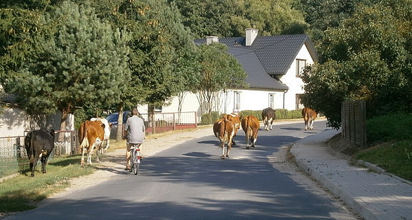 Spęd bydła