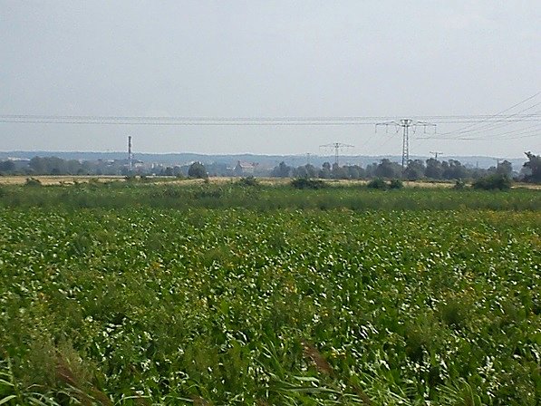 Żegnaj Elblągu, zostawiam cię w sinej dali pól żuławskich
