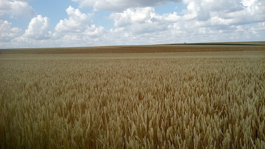 Morze ze zboża ;)