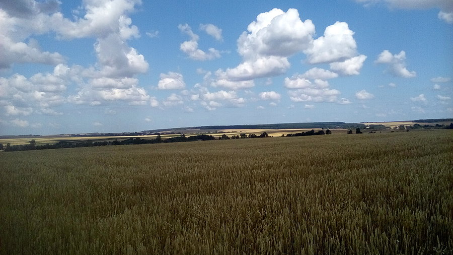 Widok na pola