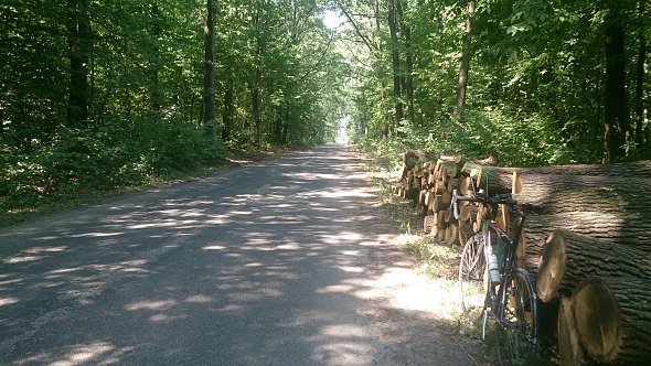Las koło Kotlic