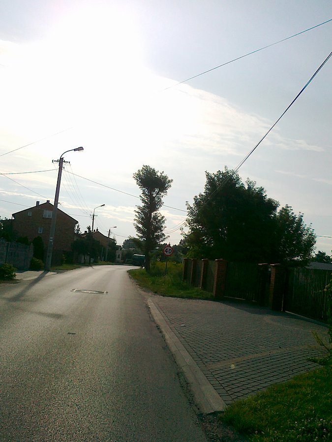 Zarośnięte bocianie gniazdo