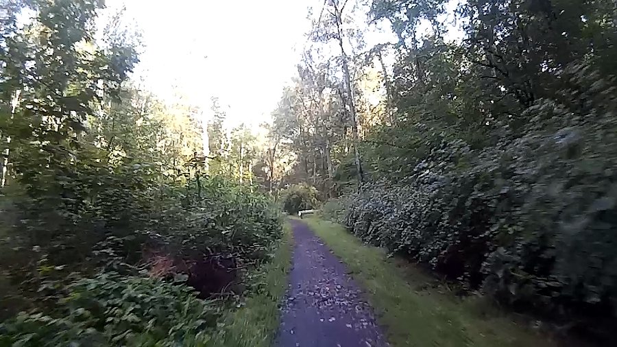 Na ścieżkach w lasku Makoszowskim
