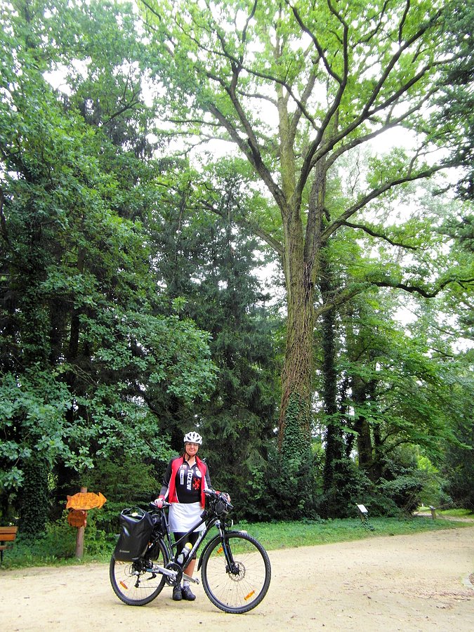 Arboretum w Kórniku