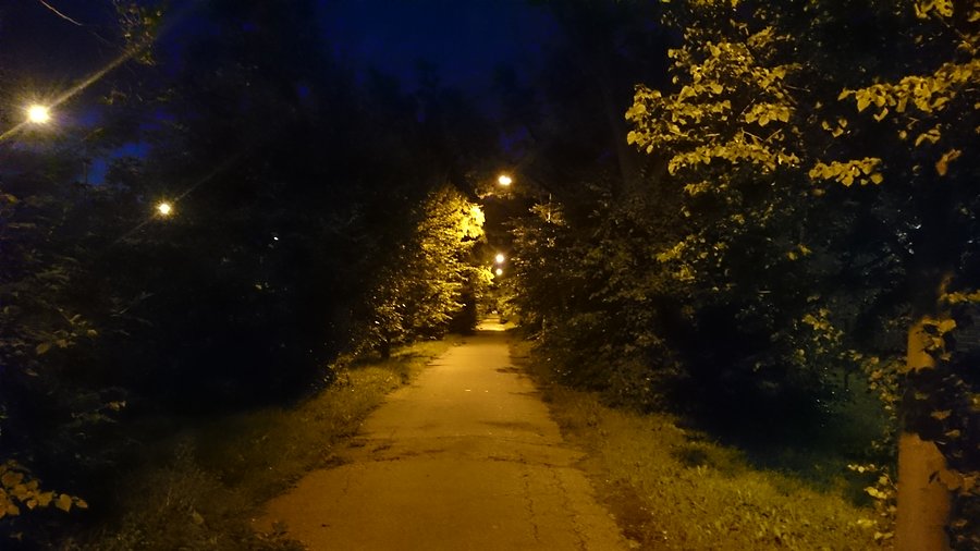 Aleja drzew przy Gierdziejewskiego