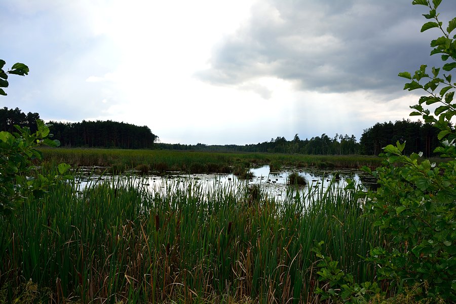 Mokradła
