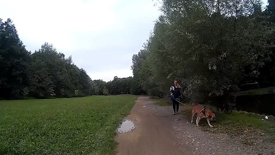 W lasku Makoszowskim