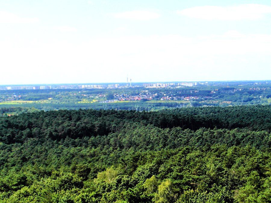 Puszcza Zielonka - Dziewicza Góra -widok z wieży
