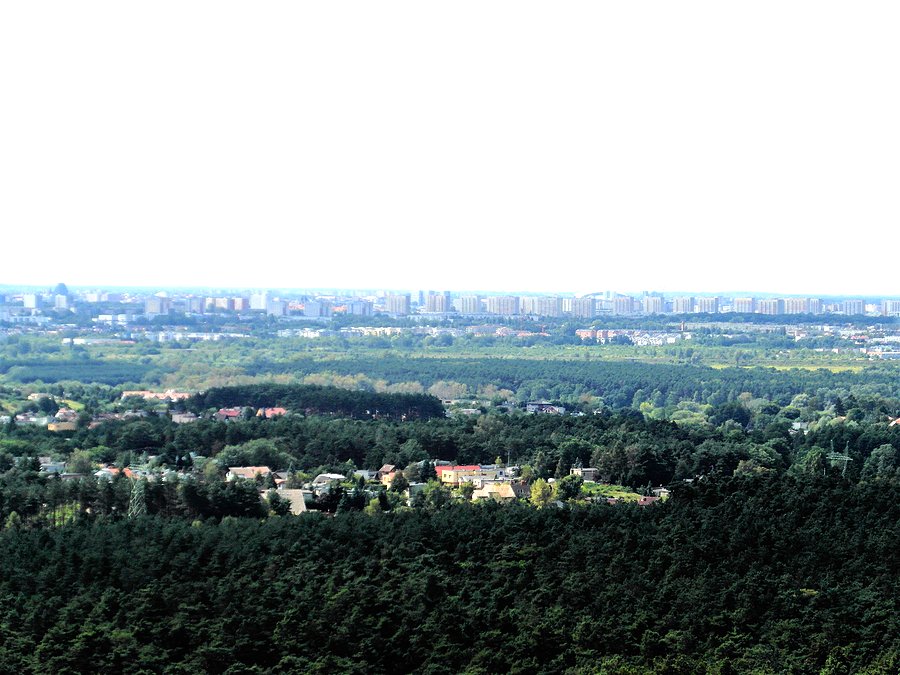 Puszcza Zielonka - Dziewicza Góra -widok z wieży