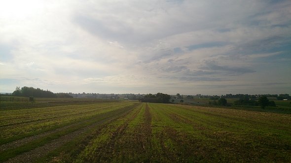 Pola w Zemborzycach