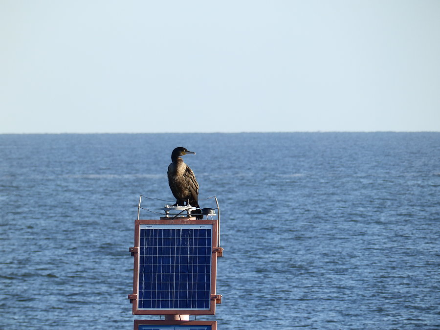 Kormoran na molo