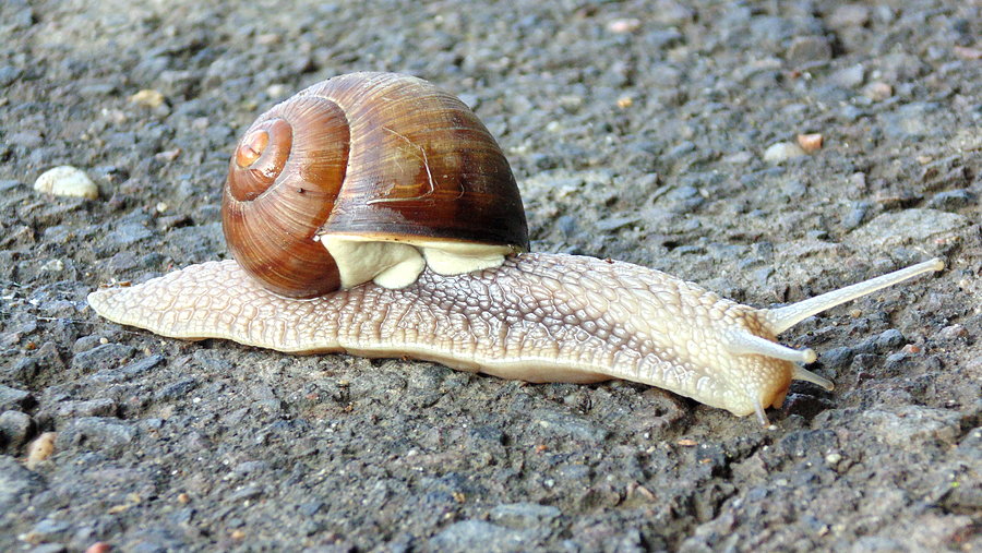 Ślimak