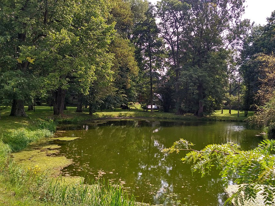 Staw przy pałacu