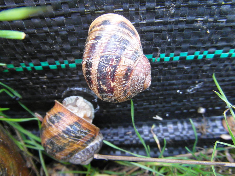 Bistro Slimaka Snails Garden - Krasin