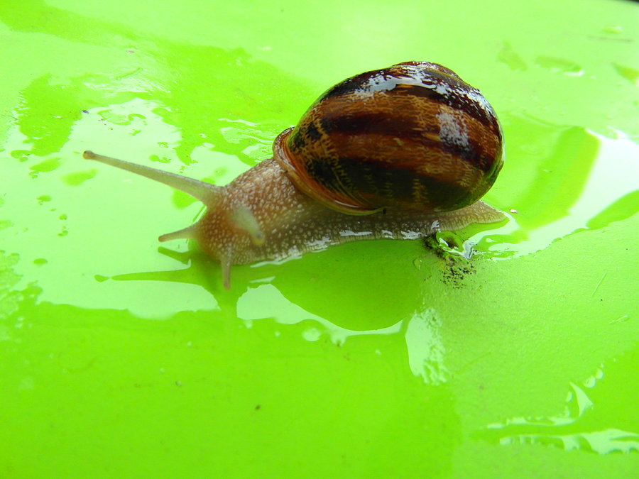 Bistro Slimaka Snails Garden - Krasin