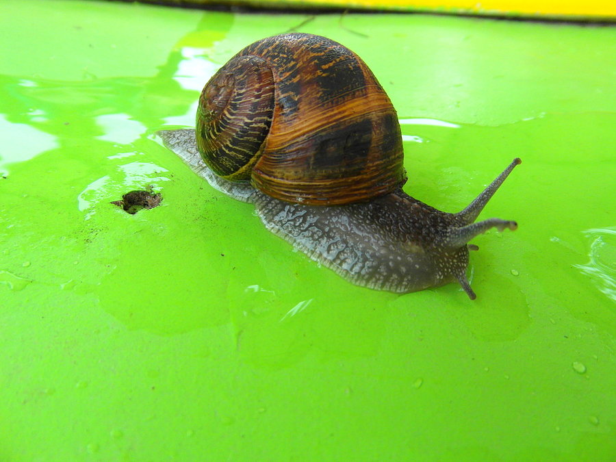 Bistro Slimaka Snails Garden - Krasin