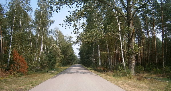 Przez las