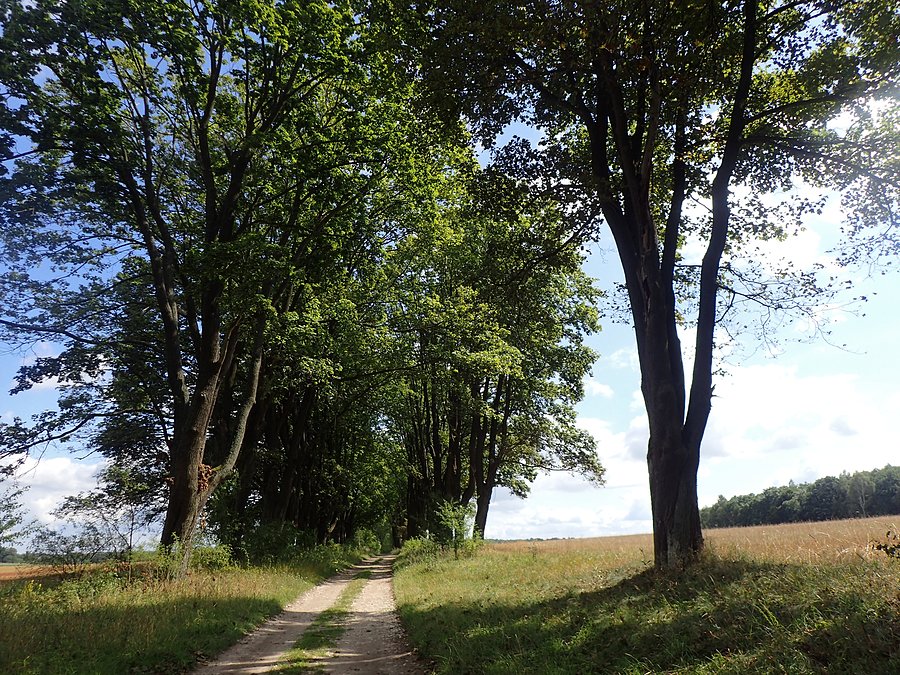 Aleja Klonowa