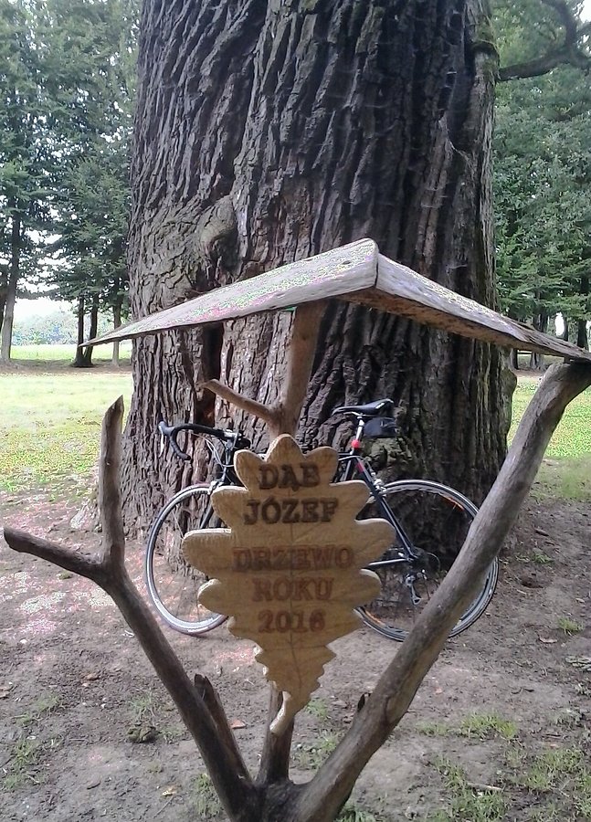 Dąb Józef z Wiśniowej
