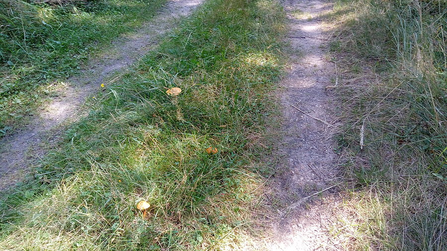 Jadalne grzyby na środku drogi
