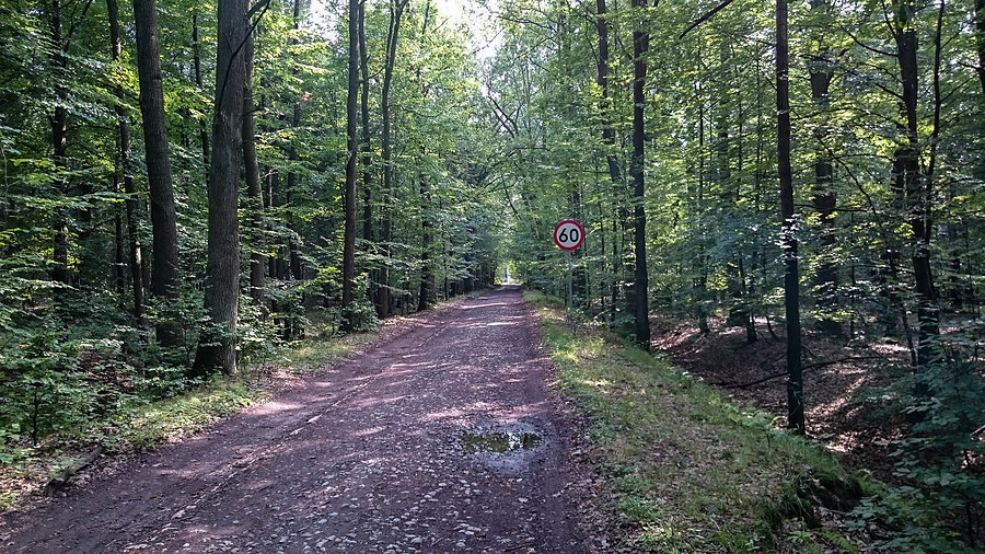 Ograniczenie prędkości w lesie