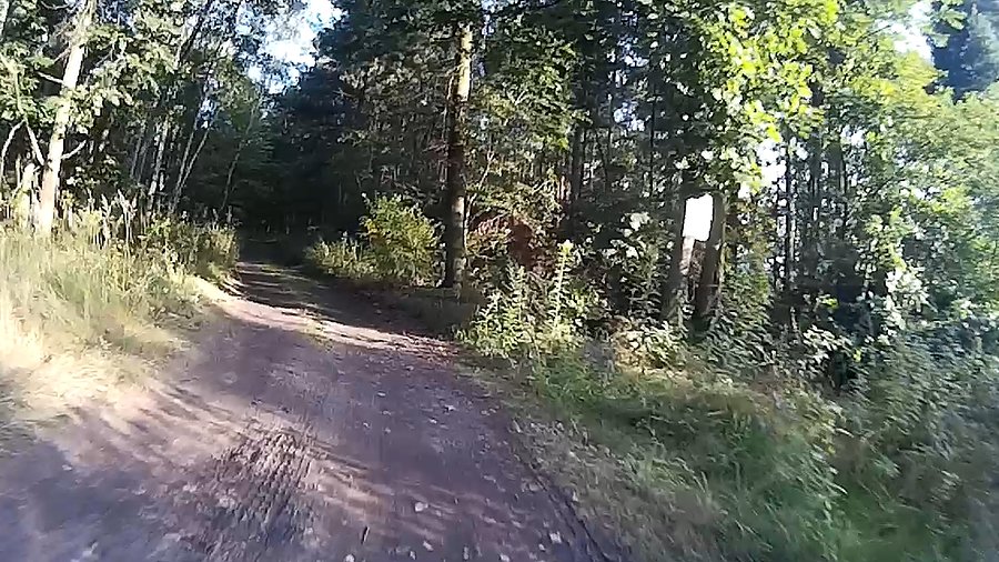 Pięknie dzisiaj w lesie