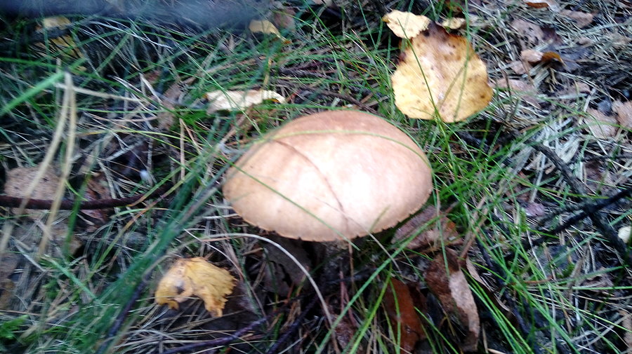 I jeszcze jeden!!!