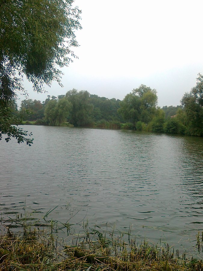 Wycięta trzcina nad stawem. teraz jest łyso