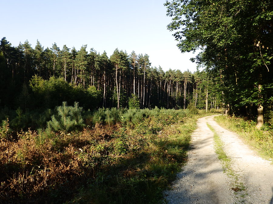 Las rośnie powoli