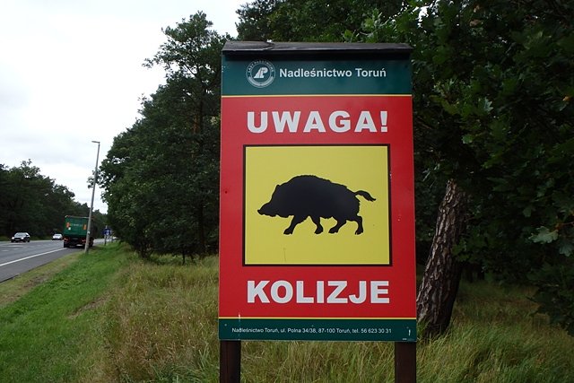 Kolizje ..., a myślałem że chodzi o dziki;)