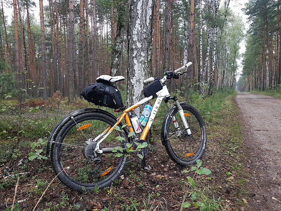 Lisek w swoim naturalnym środowisku
