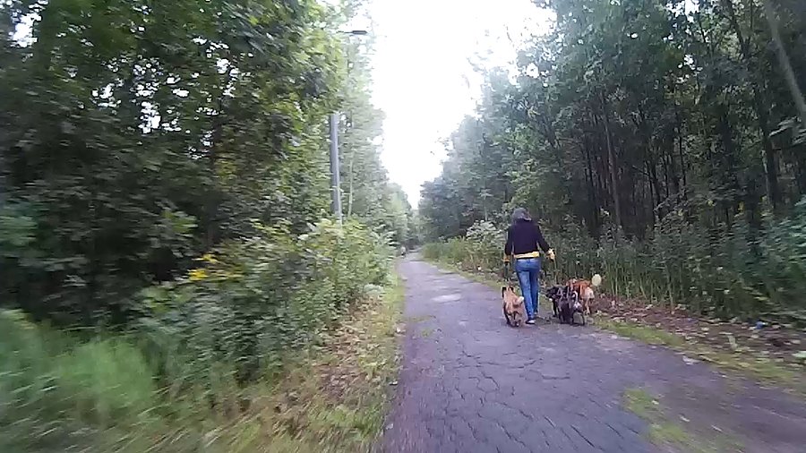 4 pieski - nie za dużo na raz?