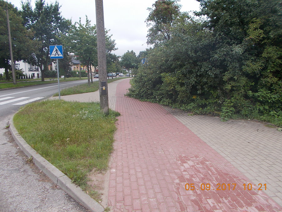 Zarośnięta ścieżka