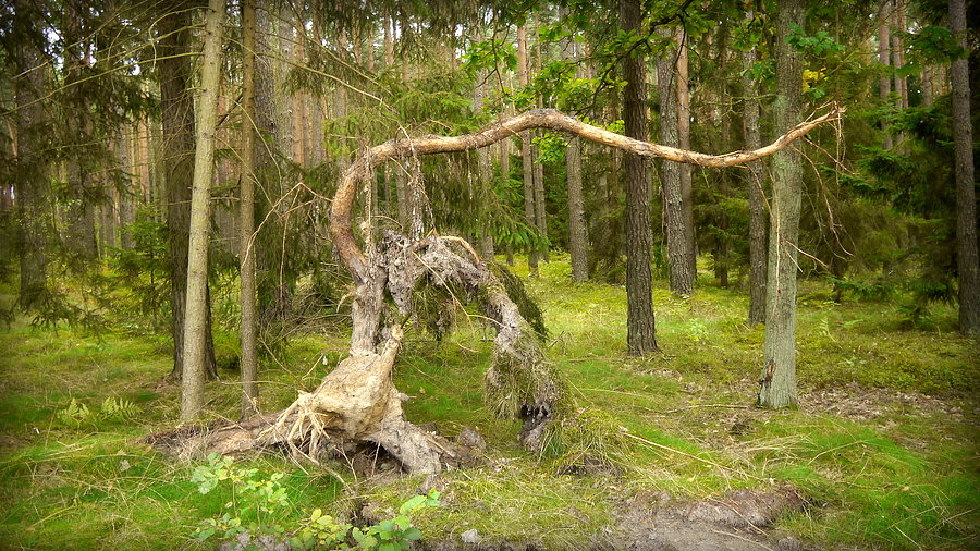 Wiatrołomowe wygibasy
