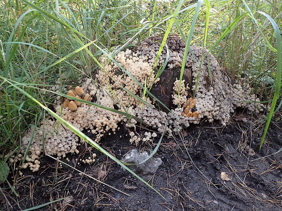 Grzybozbiór