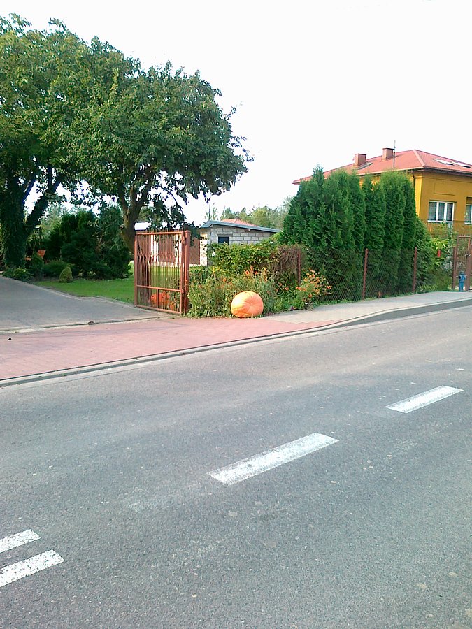 Ogromna dynia w Pogroszewie, a może to jeszcze Umiastów