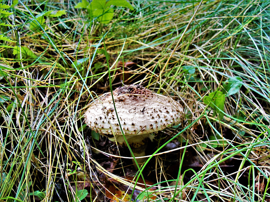 Wycieczka rowerowa - okolice Tczewa. Kania