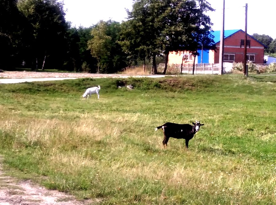 "Pacanowo" k. Tomaszowa :)