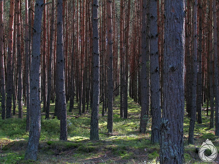 Grzybowe lasy Roztocza