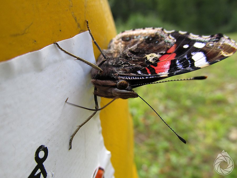 Vanessa atalanta oblizuje mi sakwy