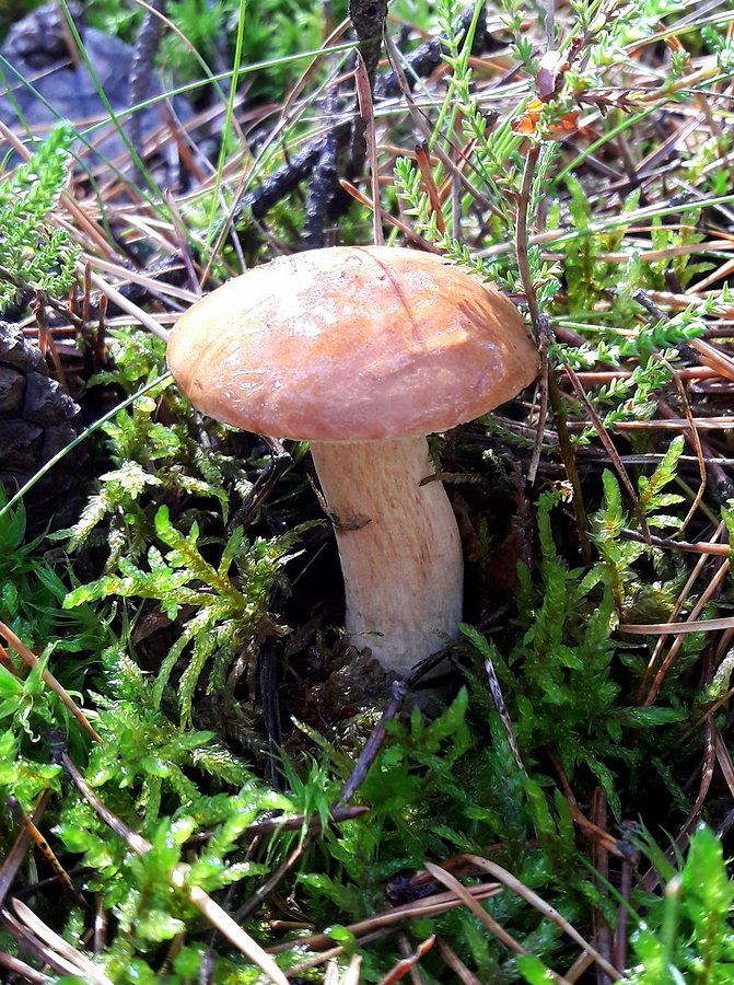 Podgrzybek II