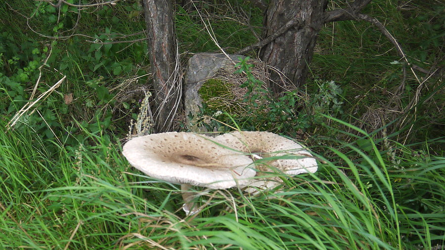 Gniazdo sów