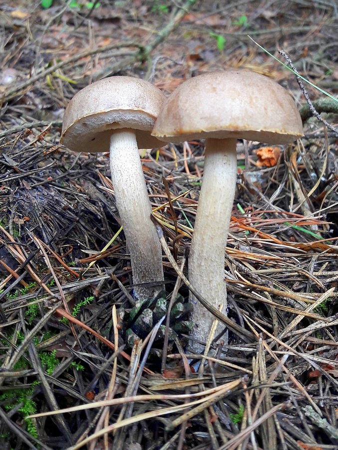 Stojaczki :)