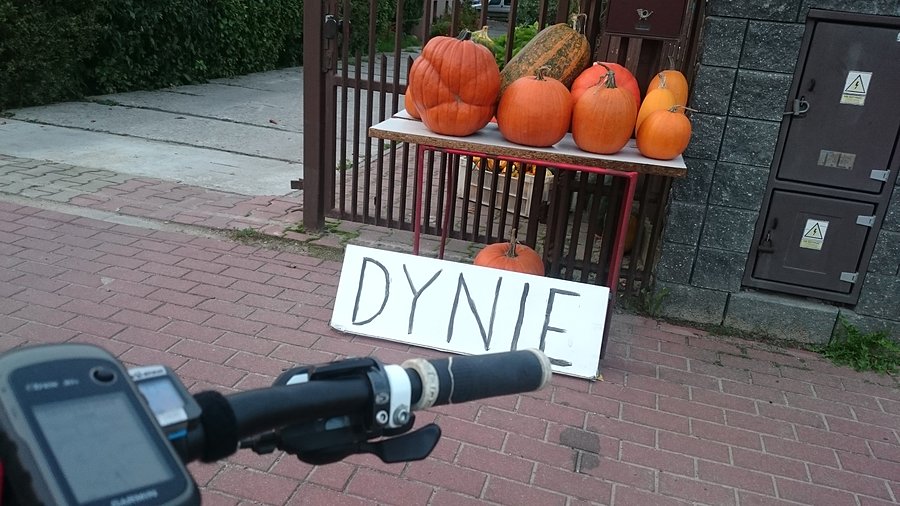 Sezon dyniowy