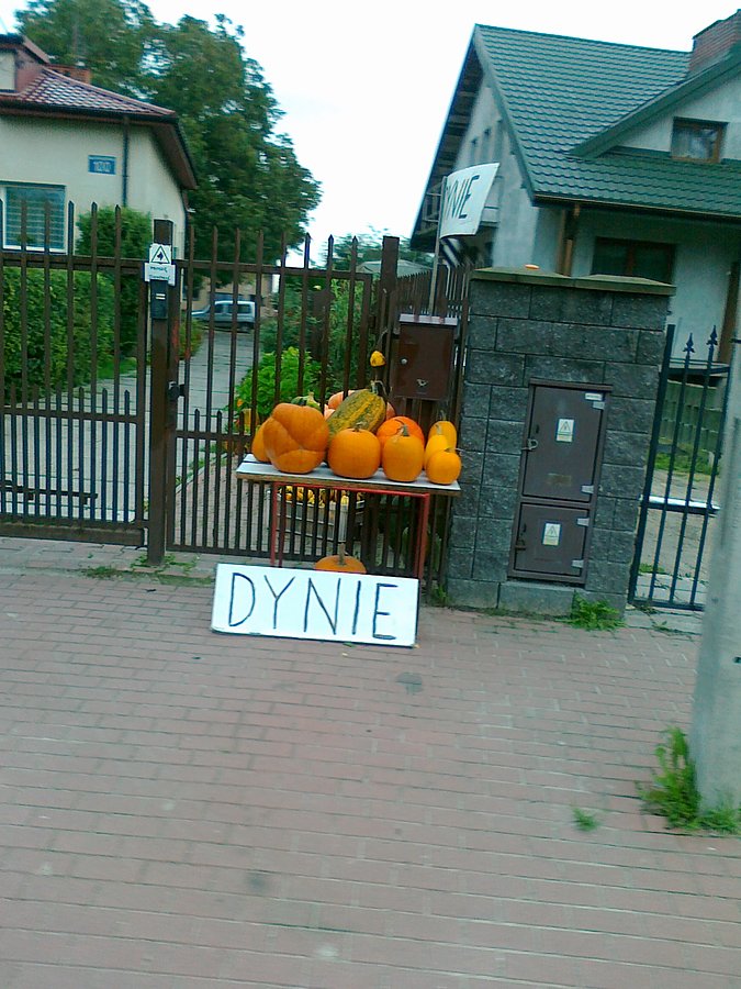 Dynie w Macierzyszu, w tym roku małe i mało