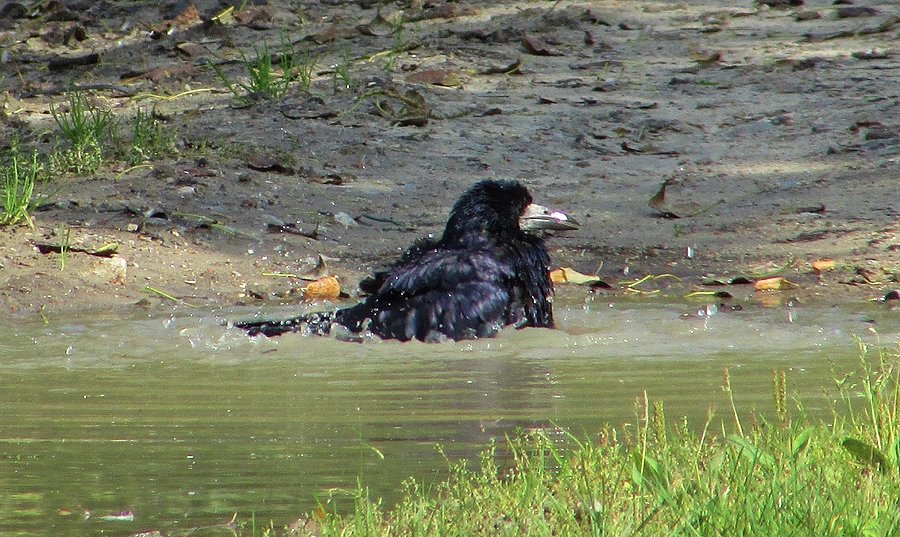 Gawron w kąpieli