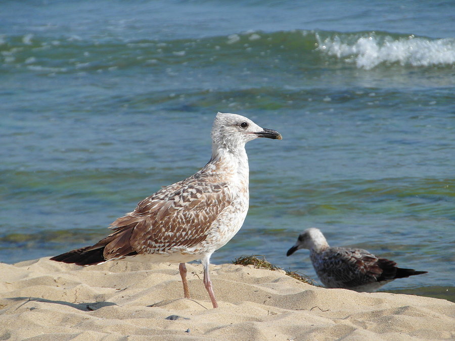 Plaża w Elenite