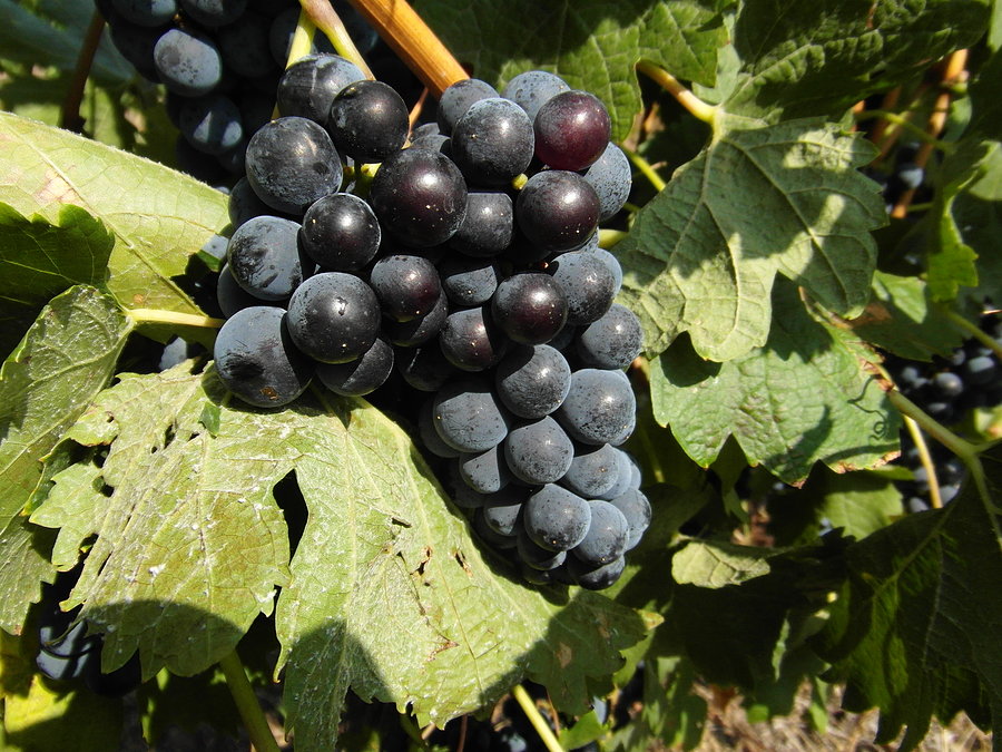 Plantacje winogron– Bułgaria
