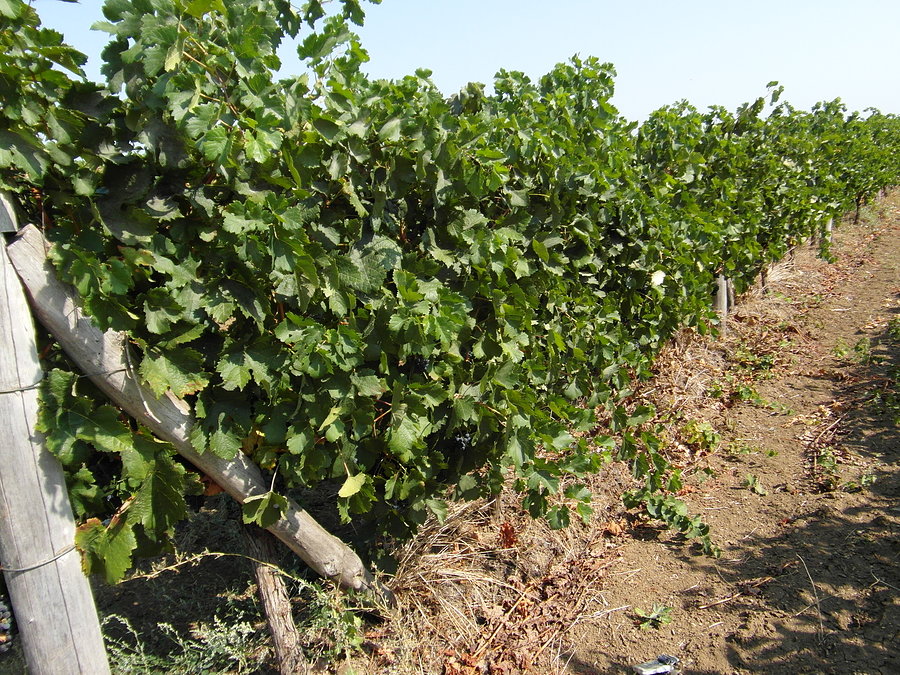 Plantacje winogron– Bułgaria