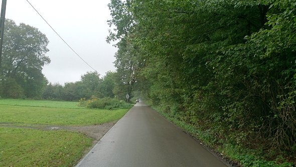 Leśna droga w Zemborzycach